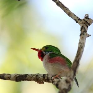 Cuban Tody