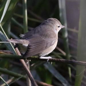 Garden Warbler