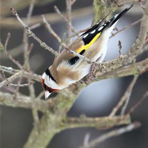 European Goldfinch