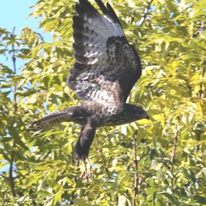 Common Buzzard