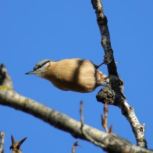 Wood Nuthatch