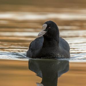 Common Coot