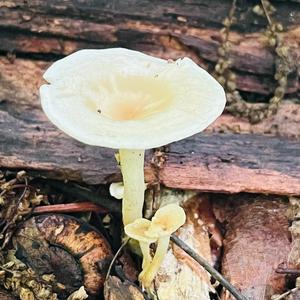 Funnel Clitocybe