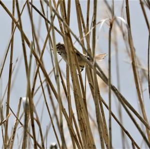 Sedge Warbler