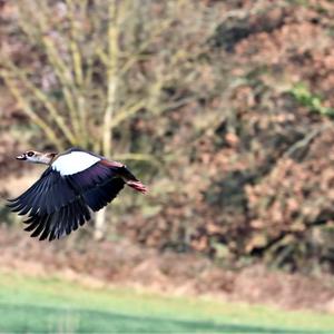 Egyptian Goose