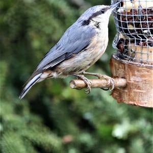 Wood Nuthatch