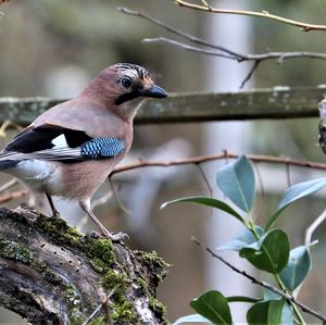 Eurasian Jay