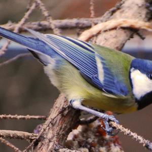 Great Tit