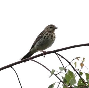 Tree Pipit