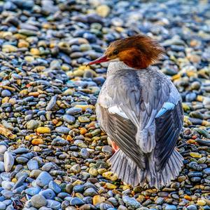 Common Merganser