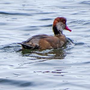 Red-crested Pochard