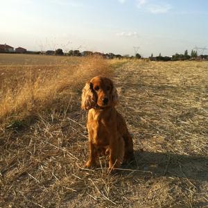 Unknown Breed
