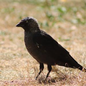 Eurasian Jackdaw