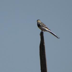 White Wagtail