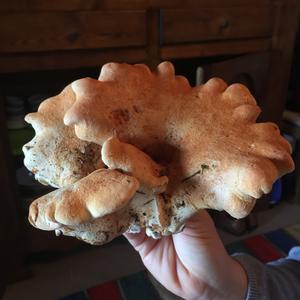 Sheep Polypore