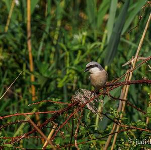 Red-backed Shrike