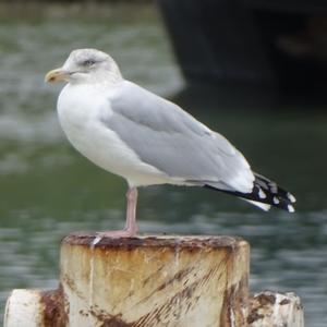 Herring Gull