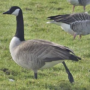 Canada Goose