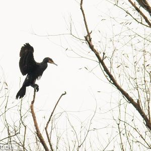 Great Cormorant