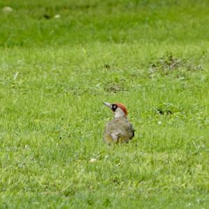 Eurasian Green Woodpecker