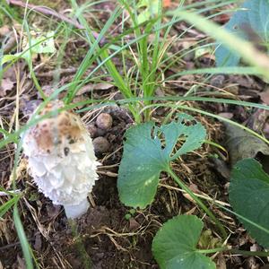 Shaggy Mane