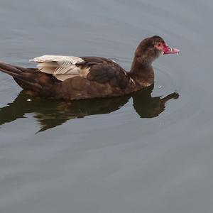 Unknown Species