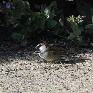 House Sparrow