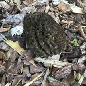 Black Morel