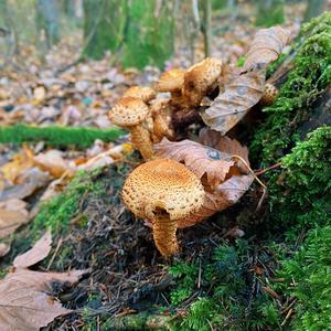 Scaly Pholiota