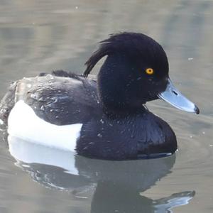 Tufted Duck