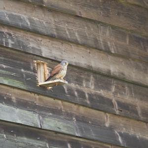 Common Kestrel