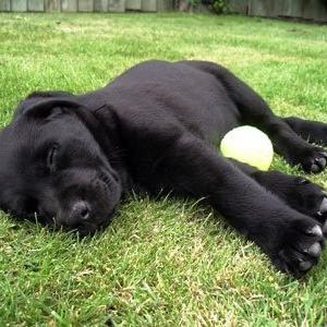 Retriever (Labrador)