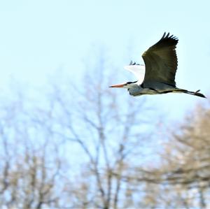 Grey Heron