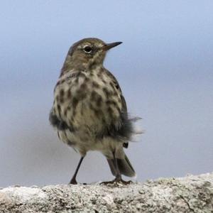 Rock Pipit