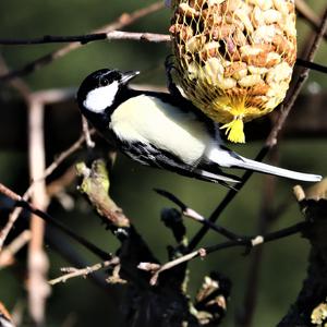 Great Tit