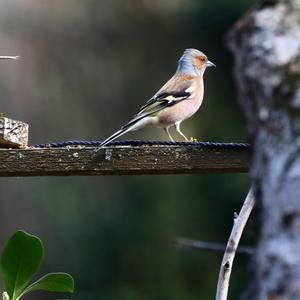 Eurasian Chaffinch