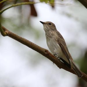 Spotted Flycatcher