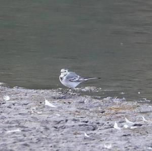 White Wagtail