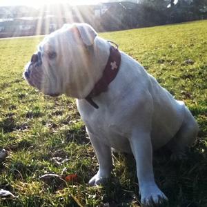 Englische Bulldogge