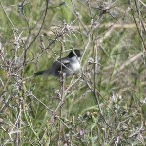 Sardinian Warbler