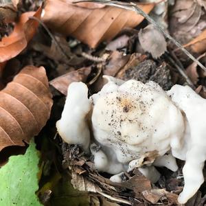 Fluted White Helvella