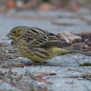 Yellowhammer