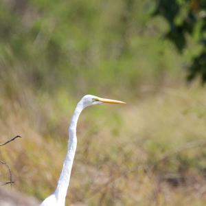 Great Egret