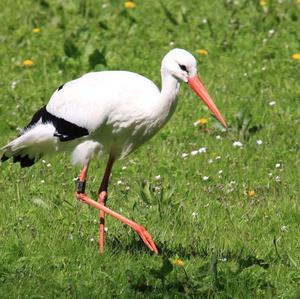 White Stork