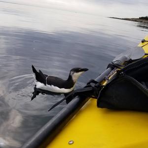 Razorbill