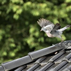 Common Wood-pigeon