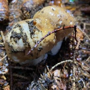 King Bolete