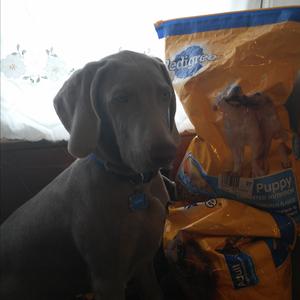 Weimaraner