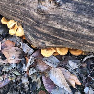 Oyster Mushroom