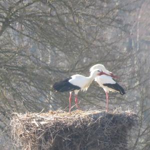 White Stork